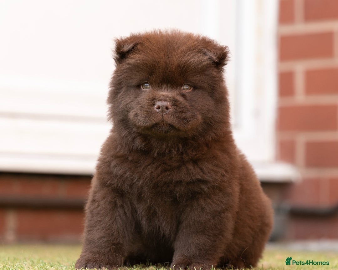 Chow Chow dogs for sale: Chow chow nation  - Image 10