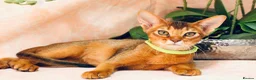 Abyssinian cats for sale: LAST BOY😻 - Advert 5