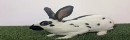 English rabbits for sale: Yurvac vaccinated baby English rabbit, ready now! - Advert 6