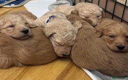 Double Doodle dogs for sale: 10 beautiful double doodles born on 24/08/2025 - Image 25