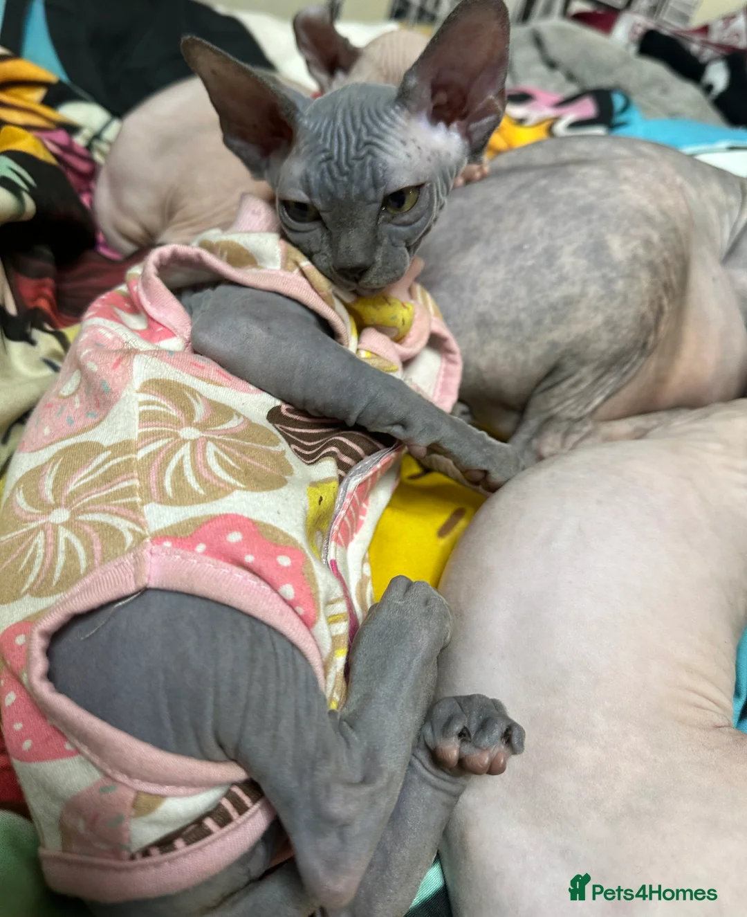 Sphynx cats for sale: LOVING SPHYNX KITTENS READY TO GO🤍 - Advert 24
