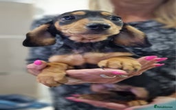 Miniature Dachshund dogs for sale: LAST TWO GORGEOUS MINIATURE DACHSHUNDS - Advert 3
