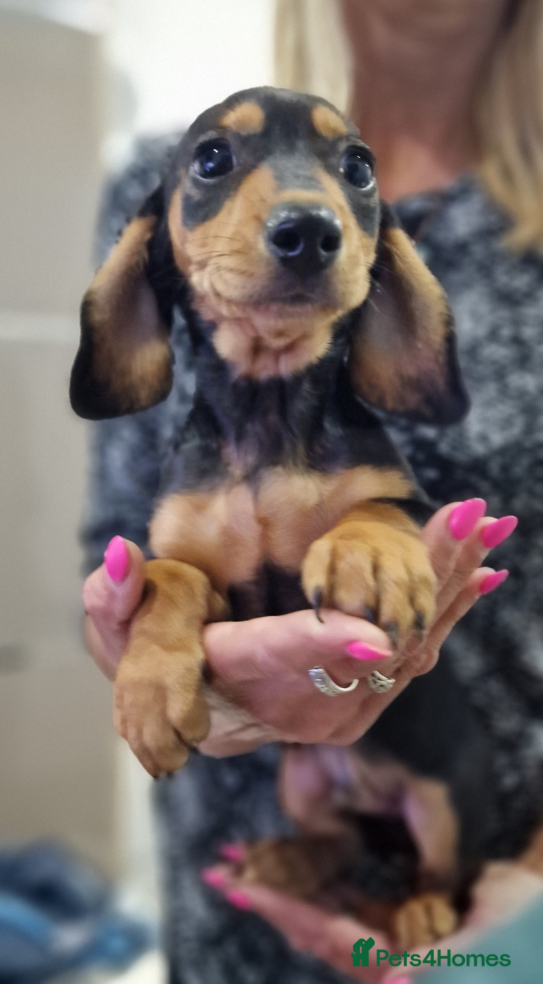 Miniature Dachshund dogs for sale: LAST TWO GORGEOUS MINIATURE DACHSHUNDS - Advert 3