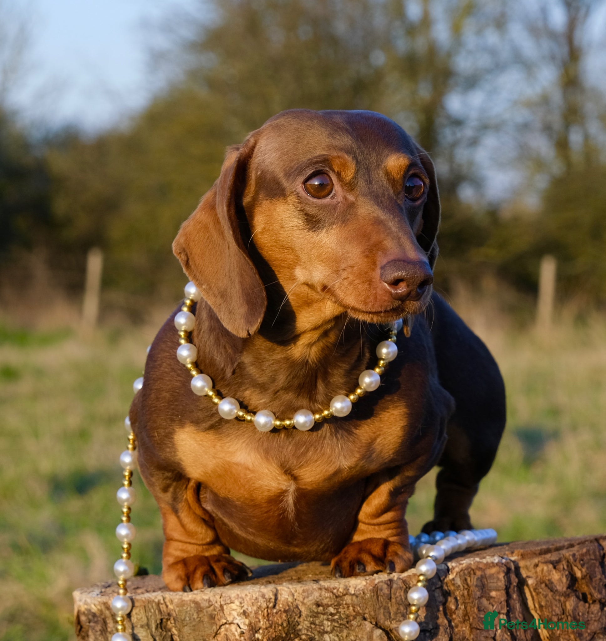 Miniature Dachshund dogs Award-winning Breeder-KC&IVDDtested ChocTan Smooth - Advert 1