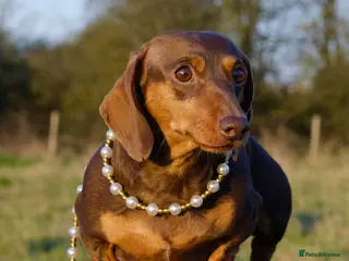 Miniature Dachshund dogs Award-winning Breeder-KC&IVDDtested ChocTan Smooth - Advert 1