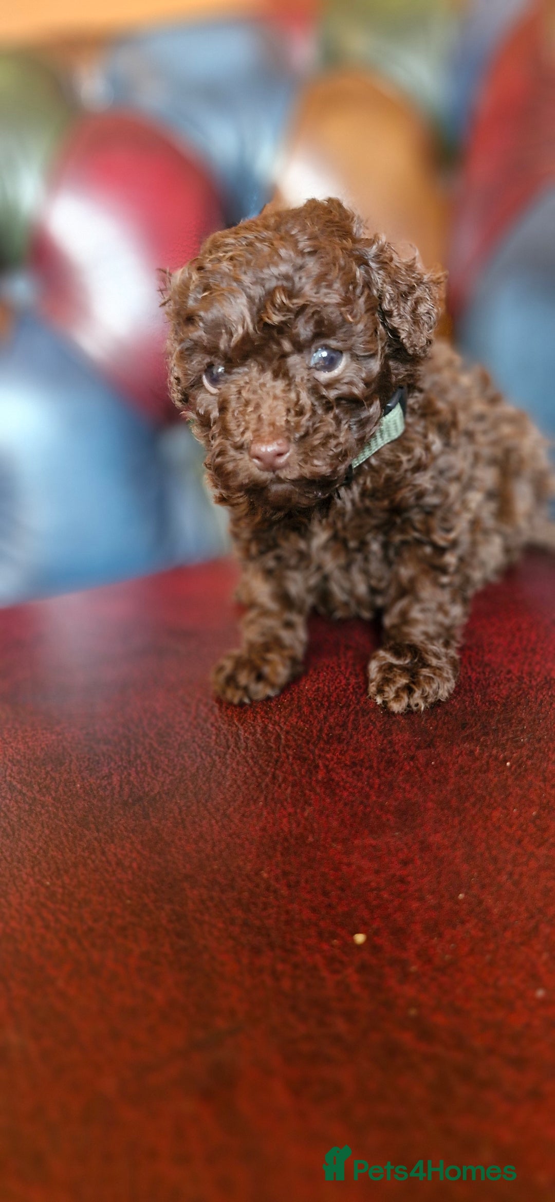 Toy Poodle dogs for sale: Gorgeous chocolate tiny toy poodles  - Image 19