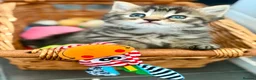 Mixed Breed cats for sale: Beautiful kittens - Advert 1