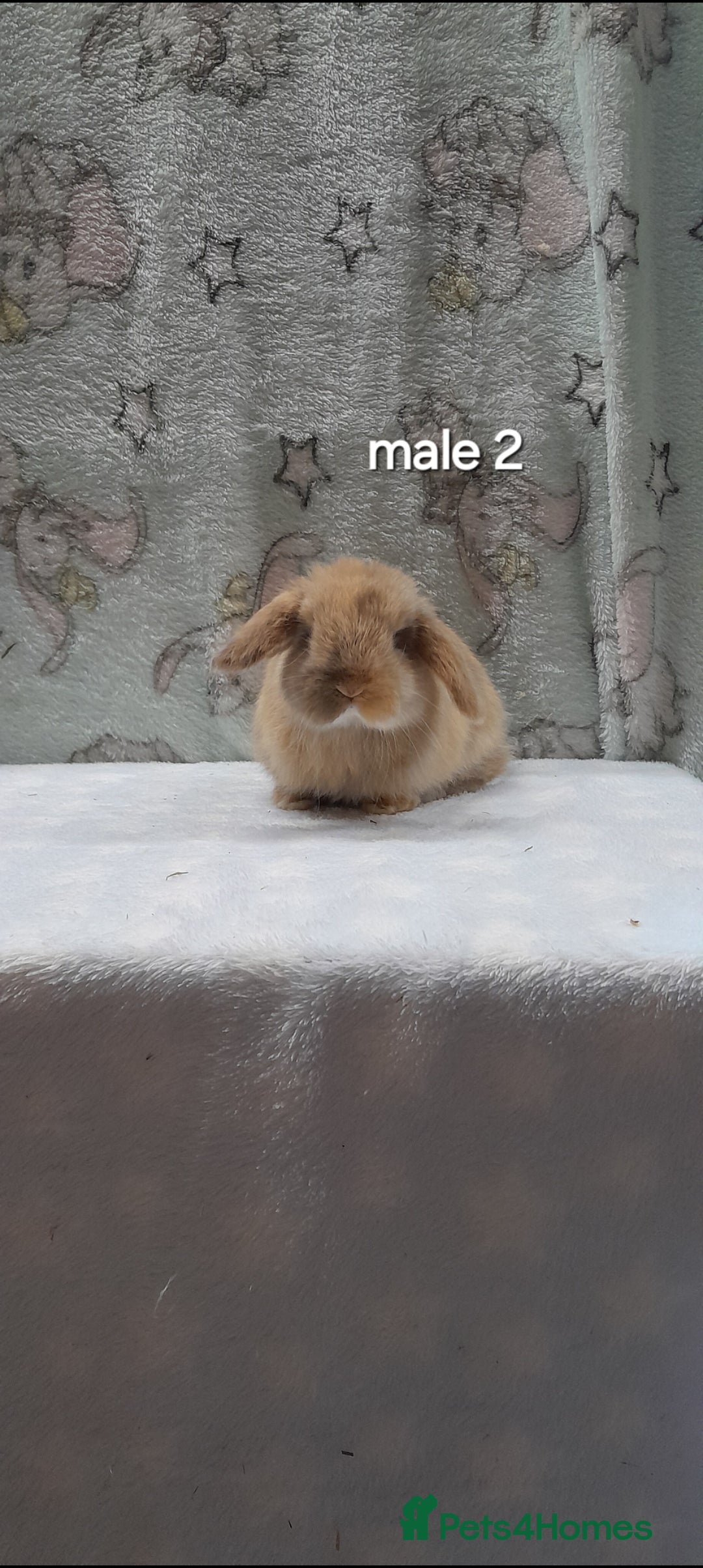 Mini Lop rabbits for sale: Purebred mini lops ready to reserve  - Advert 4