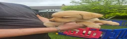 Labrador Retriever dogs for sale: Gorgeous baby Labradors  - Advert 7