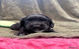 Cocker Spaniel dogs for sale: 3 stunning kc cocker girls💕 - Image 3