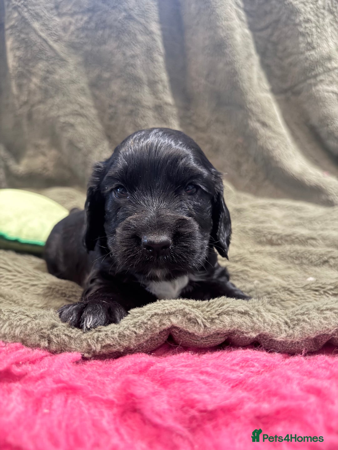 Cocker Spaniel dogs for sale: 3 stunning kc cocker girls💕 - Image 3
