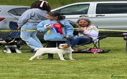 Jack Russell dogs for sale: Working or pet  - Image 12