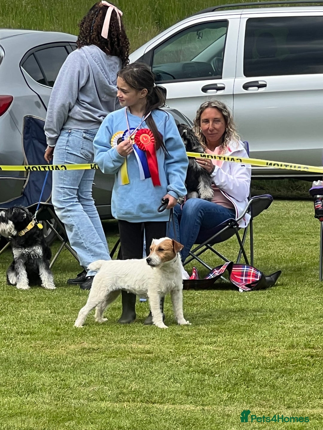 Jack Russell dogs for sale: Working or pet  - Image 12