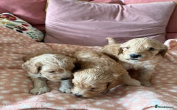 Cockapoo dogs for sale: F1 Cockapoo Puppies 5⭐️⭐️⭐️⭐️⭐️ Breeder - Image 3