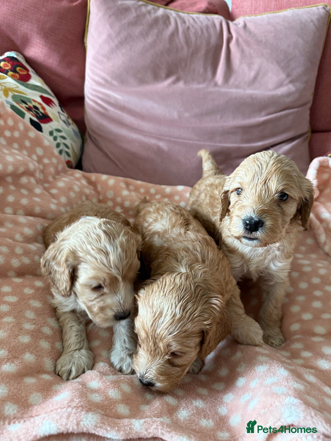 Cockapoo dogs for sale: F1 Cockapoo Puppies 5⭐️⭐️⭐️⭐️⭐️ Breeder - Image 3