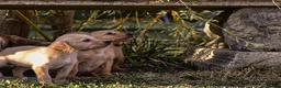Cockerdor dogs for sale: Beautiful Red & Golden Cockerdor Puppys in Sleaford - Advert 7