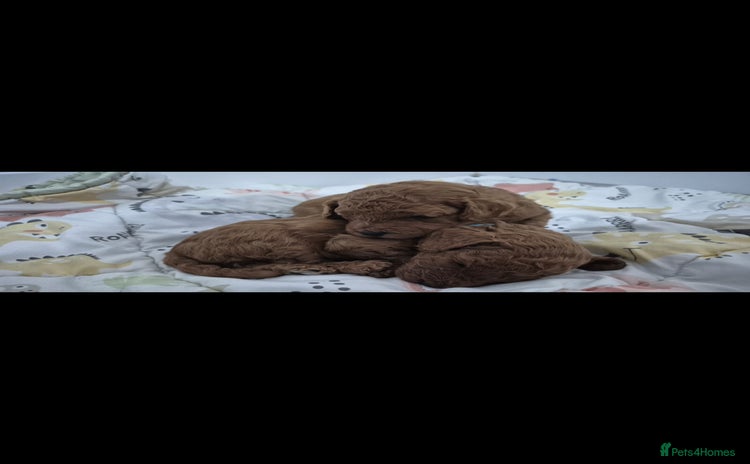 Cavapoo dogs - Advert 3