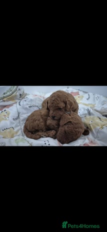 Cavapoo dogs - Advert 3