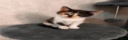 Mixed Breed cats for sale: Kittens Looking for Their Forever Homes🏡❤️ - Advert 5