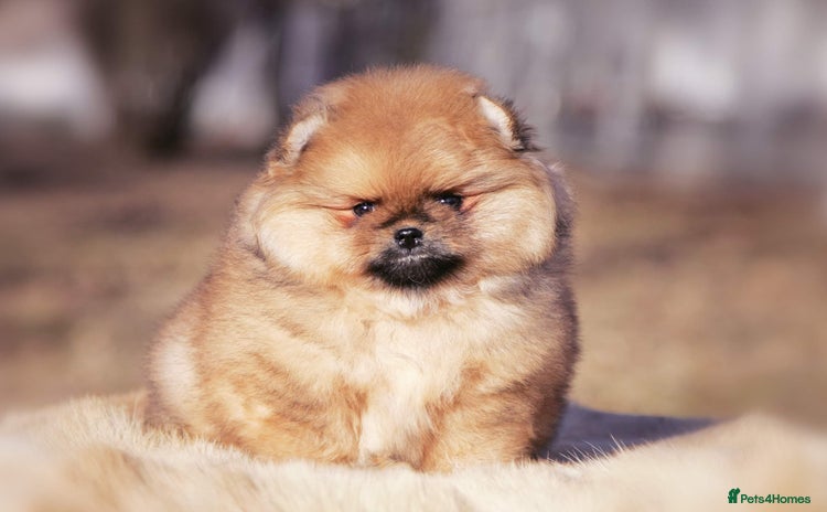 Pomeranian dogs - Advert 7
