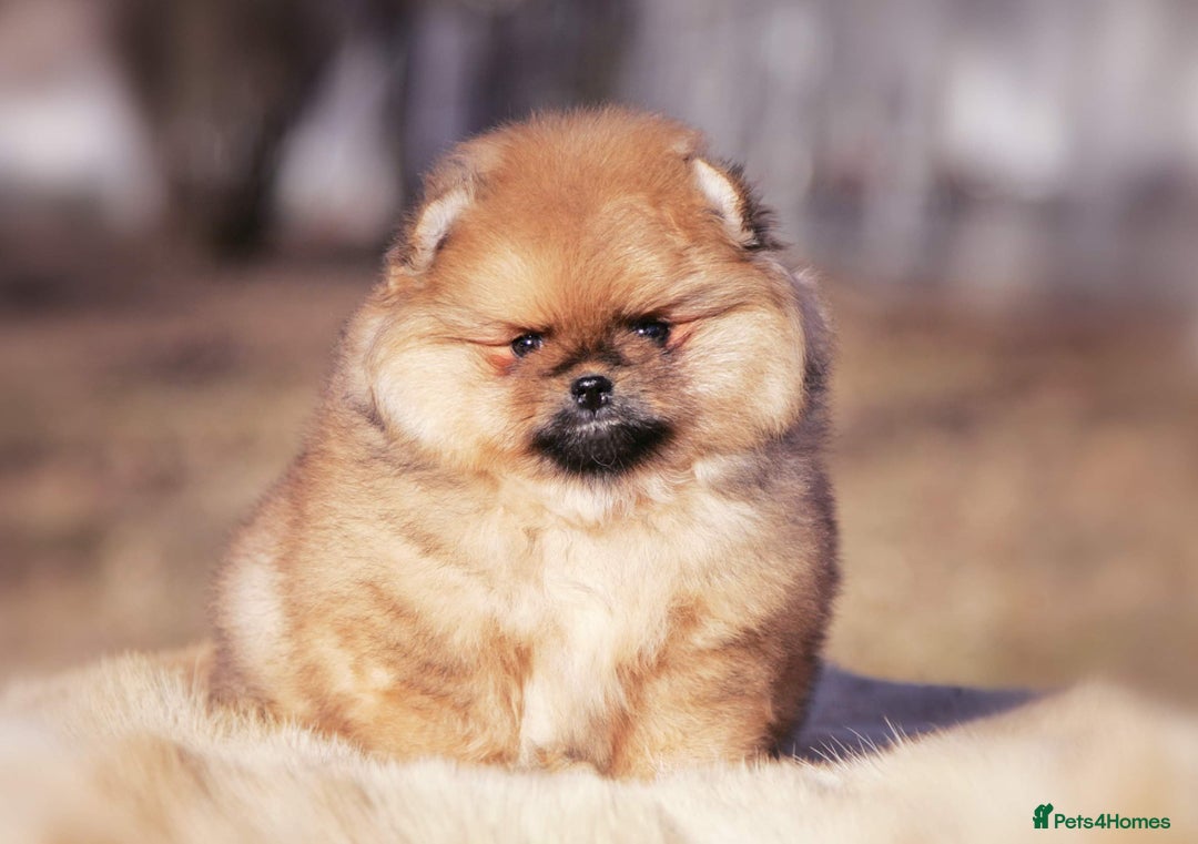 Pomeranian Puppies for sale in Romford, Greater London Pets4Homes