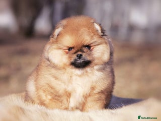 Pomeranian dogs - Advert 2