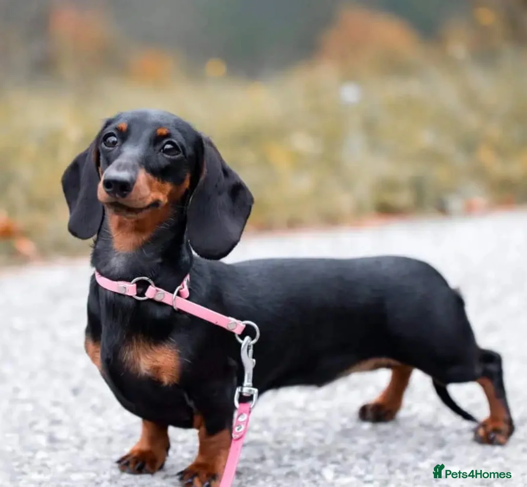 Miniature Dachshund dogs for sale: Miniature Dachshu - Advert 3
