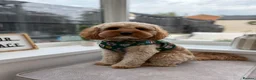 Cavapoo dogs for adoption: BEAR FOSTER TO ADOPT-Cornwall/Devon/SomersetBorder - Advert 14