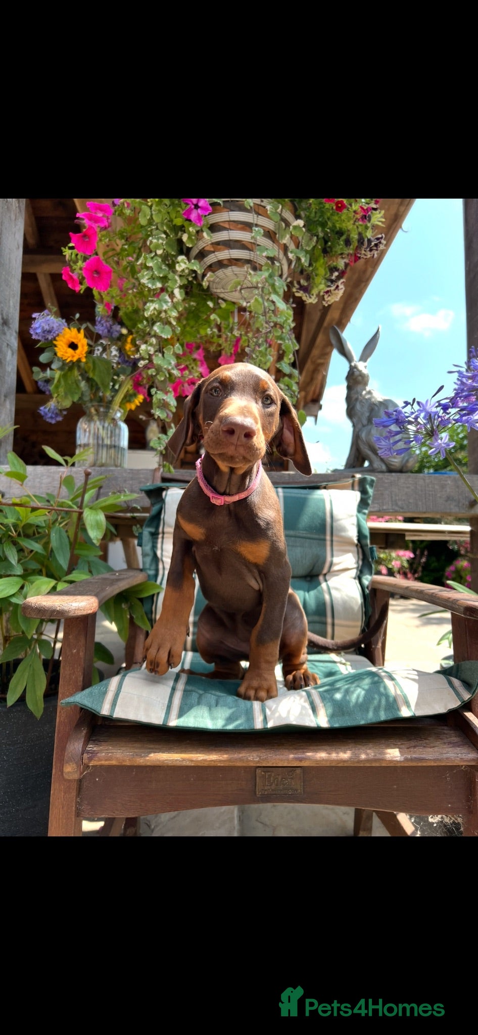 Dobermann dogs Beautiful Brown Dobermann Girls READY NOW  - Advert 1