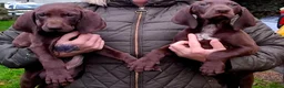 German Shorthaired Pointer dogs for sale: GSP puppies READY NOW - Advert 3
