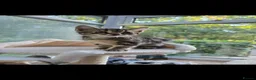 Mixed Breed cats for sale: 🐾 6 Beautiful Tabby Kittens 🐾 - Advert 8