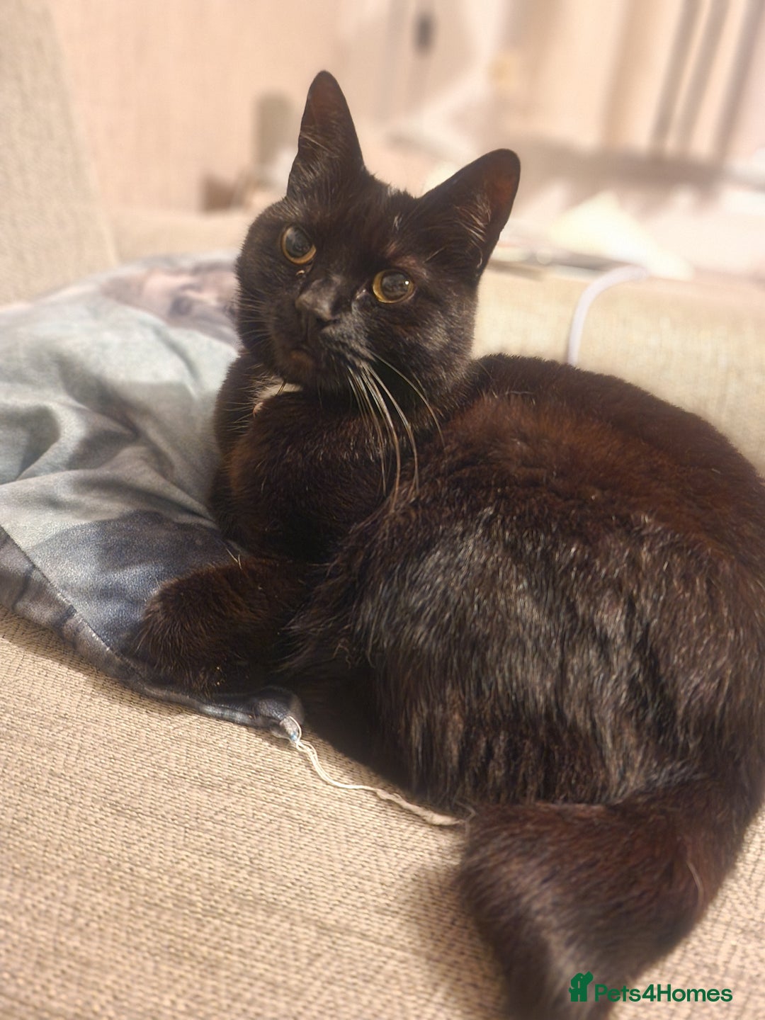 Mixed Breed cats for sale: Cat for rehoming - Advert 4