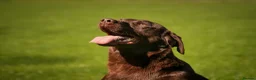 Labrador Retriever dogs for stud: Proven Fully Health Tested Working Chocolate Lab - Advert 6