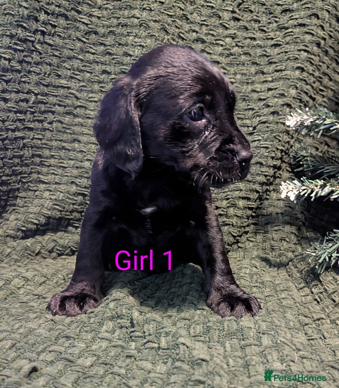 Cockerdor dogs for sale: Cockador Puppies - Advert 20