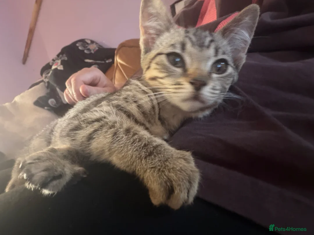 Mixed Breed cats for sale: Lovely Kittens Looking for Their Forever Homes 🐾 - Advert 19