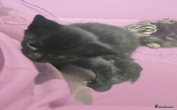 Mixed Breed cats for sale: Mixed 1/4 maine coon kittens  - Image 1