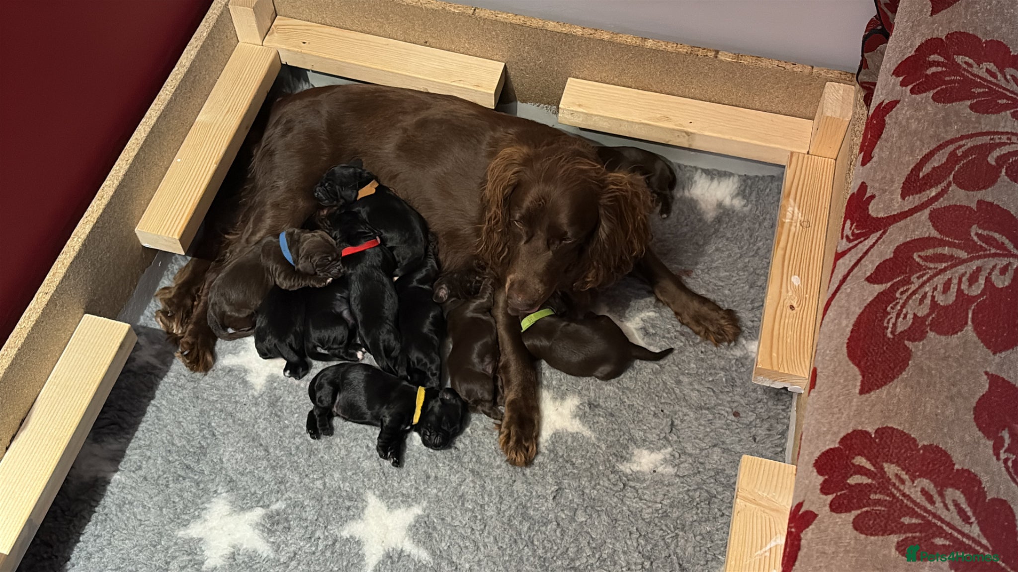 Cocker Spaniel dogs for sale: Litter of 10 gorgeous working Cocker Spaniels in Norwich - Advert 3