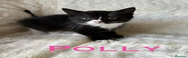 Polly