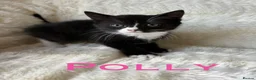 Mixed Breed cats for sale: Meet the Shelby Family… - Advert 3