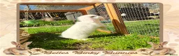 Mini Lop rabbits for sale: 🌷 SOLD 🌷 - Advert 3