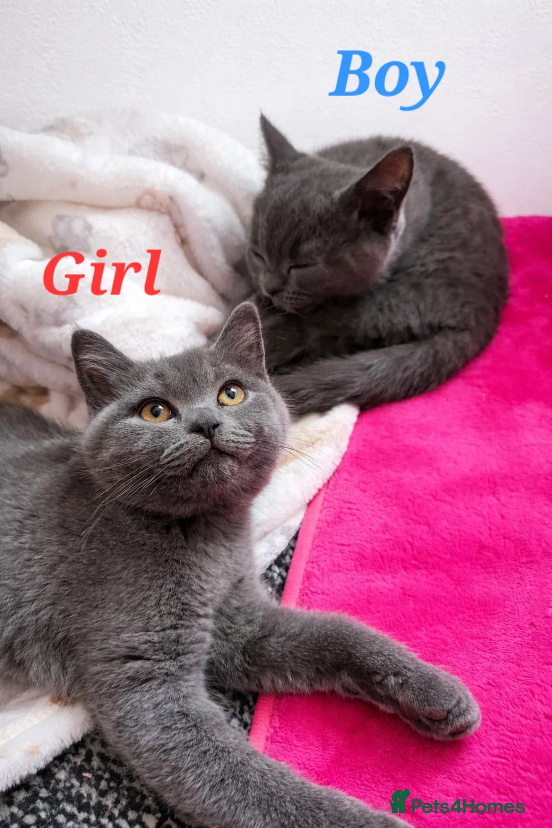 British Shorthair cats for sale: ✨️Rare Silver Blue BSH kittens. Ready now. ✨️ - Advert 1