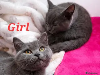 British Shorthair cats ✨️🐈 One girl left! Beautiful & Sweet BSH kitten✨️ - Advert 7