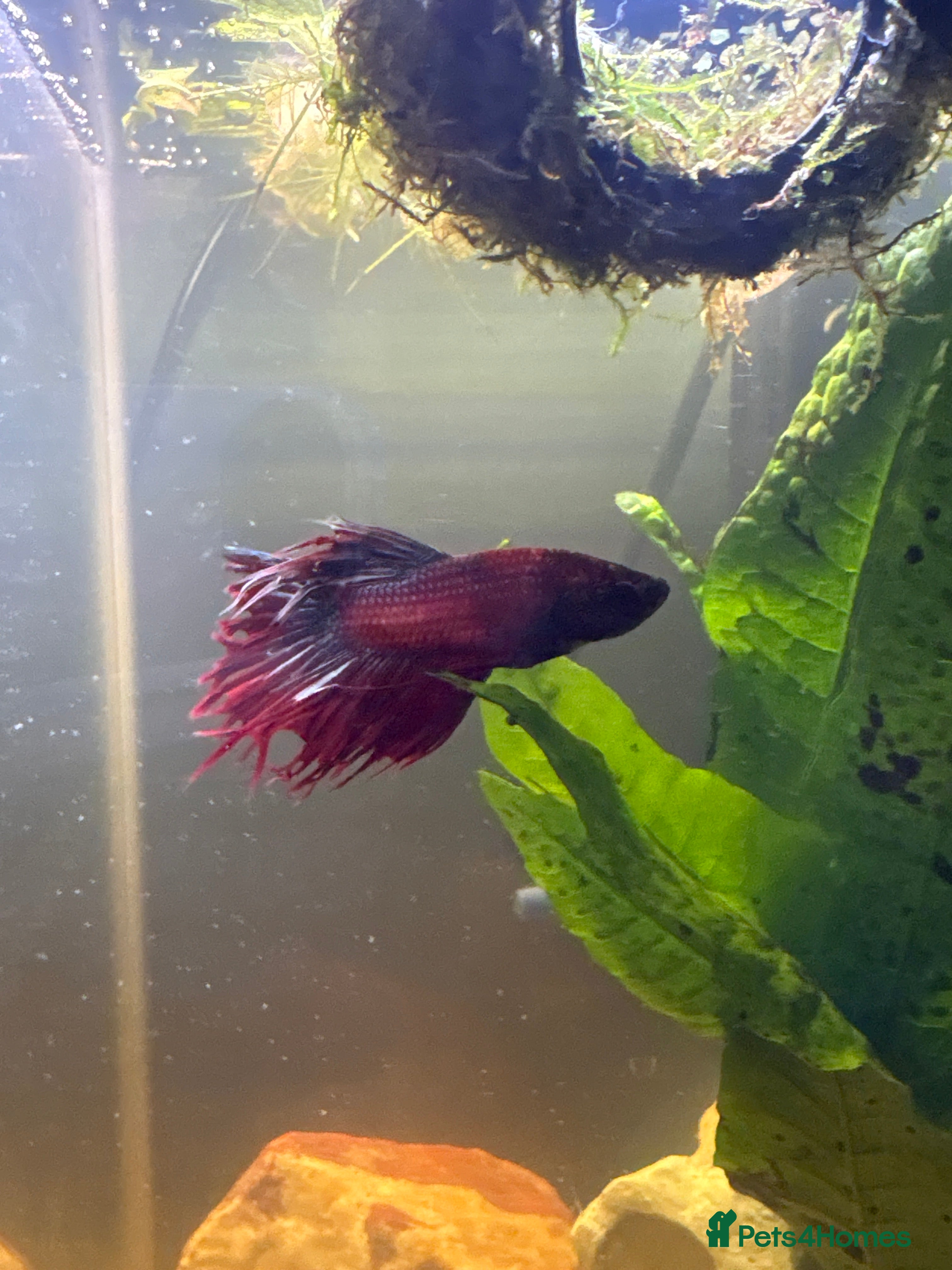 Bettas fish Betta male for good home - Advert 5