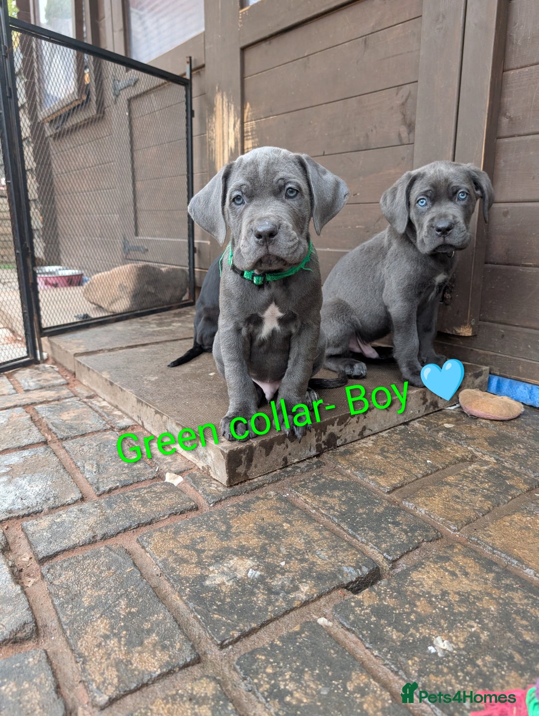 Cane Corso dogs for sale: Cane corso puppies.. - Image 13