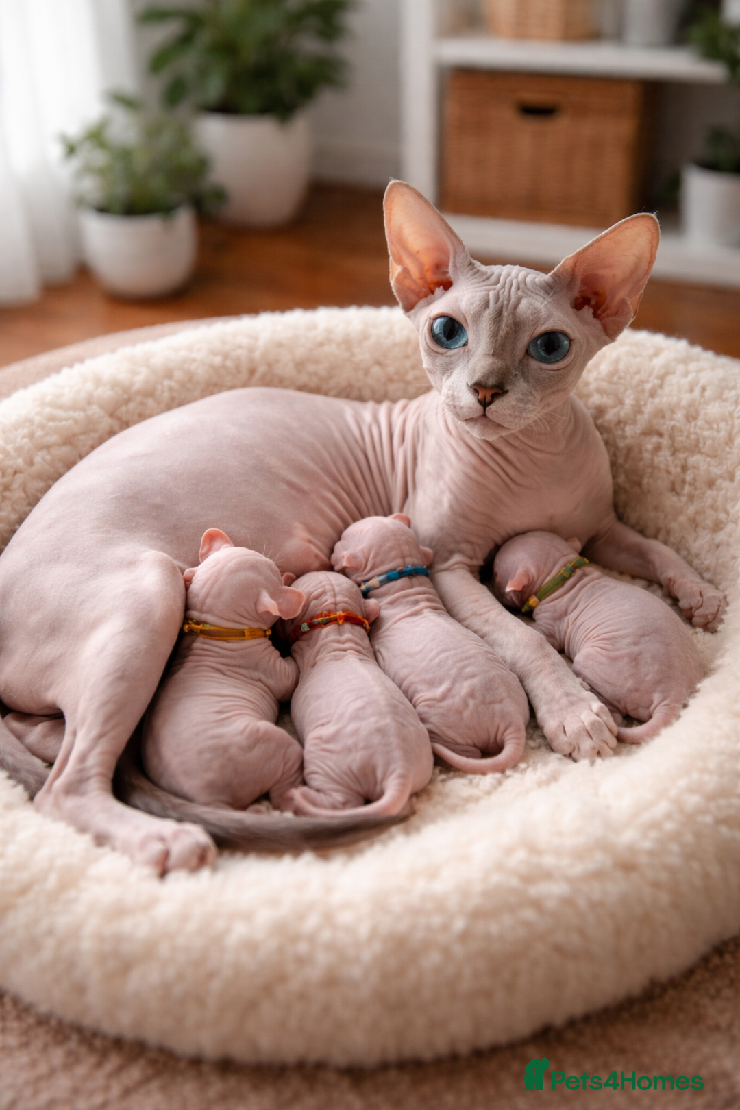 Sphynx cats for sale: X2 Female Sphynx Cats - Advert 6