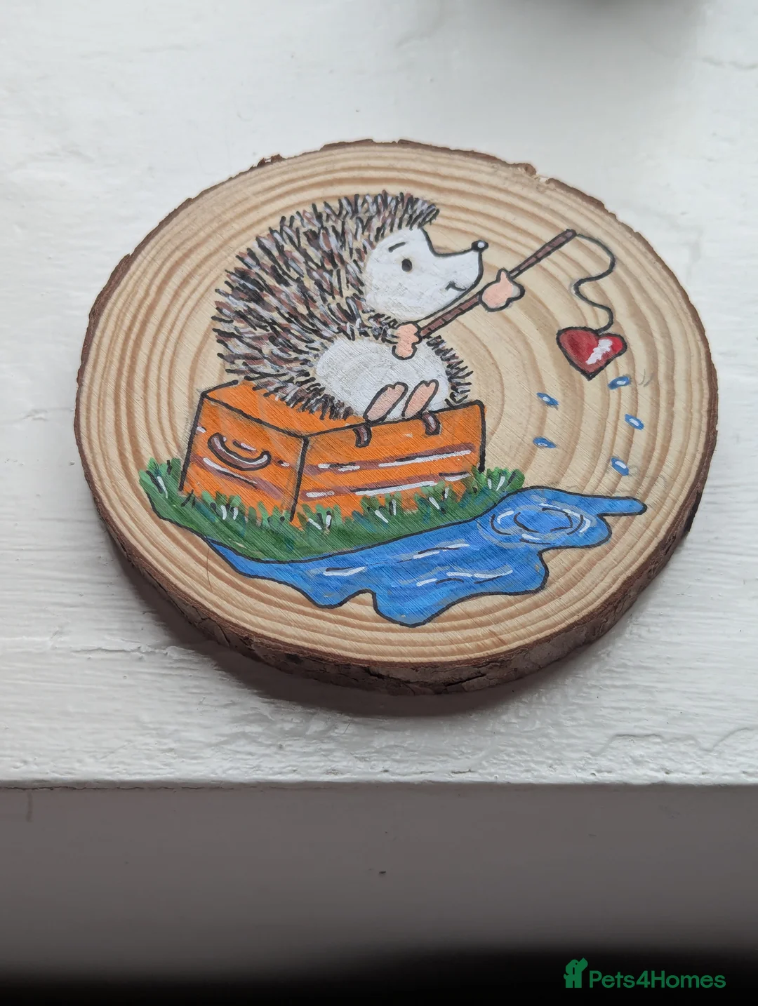 Pygmy Hedgehog rodents for sale: Beautiful Hoglets Ready for 5* Homes - Advert 14