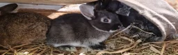 Netherland Dwarf rabbits for sale: Cute cheeky little netherland dwarf babies- m & f - Advert 6