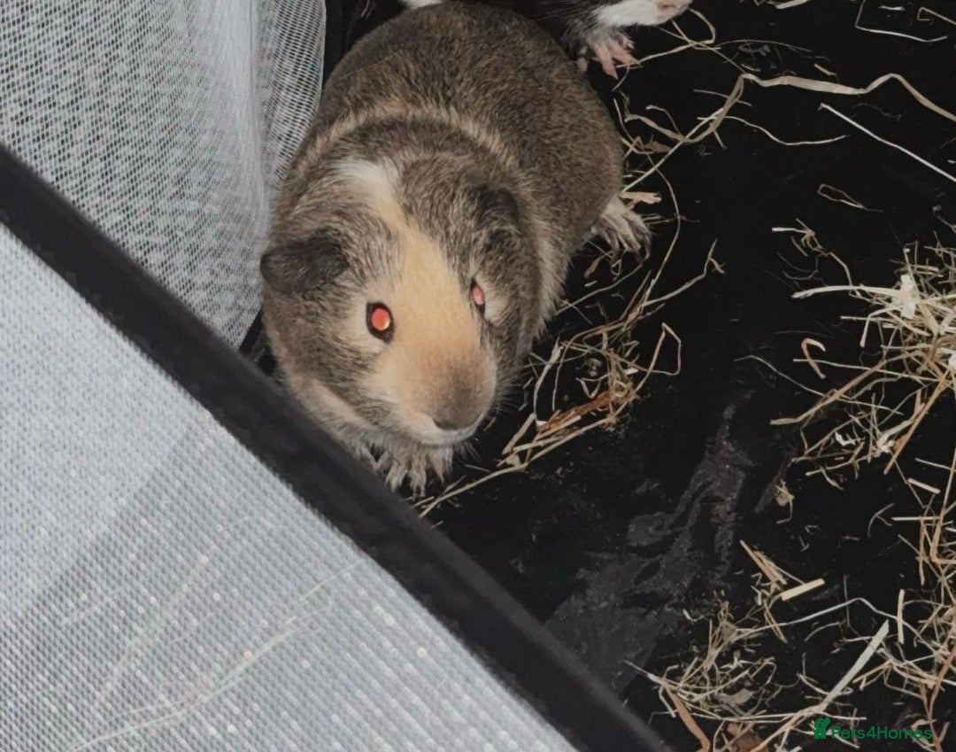 Guinea Pig rodents for sale: Guinea pig  - Advert 3