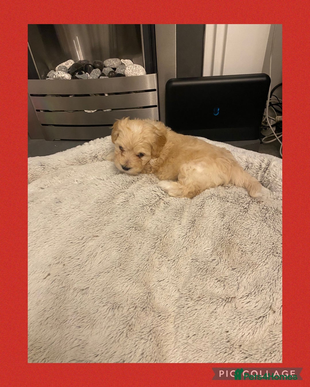 Maltipoo dogs for sale: Stunning F1 Maltipoo Puppies!!! - Image 6