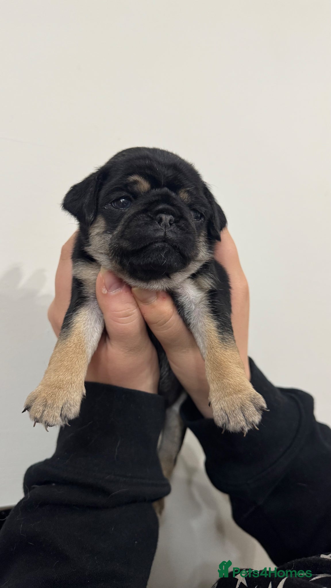 Pug dogs One girl left!! Pug puppy  - Advert 3